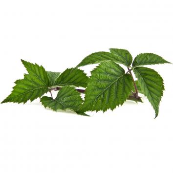 Brombeerblatt