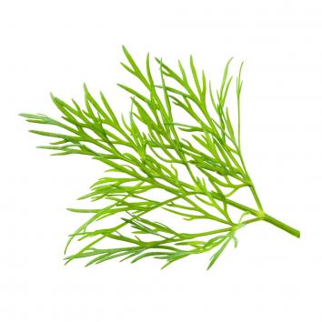 Dill