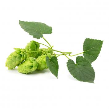 Hopfen