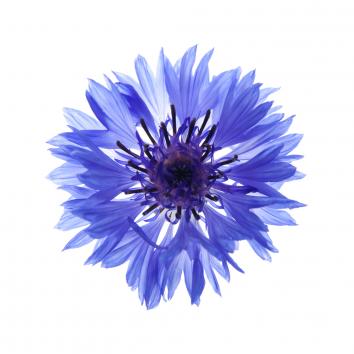 Kornblume
