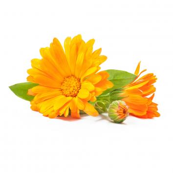 Ringelblume