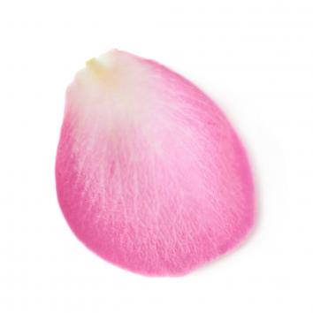Rosenblüte
