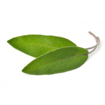 Salbei