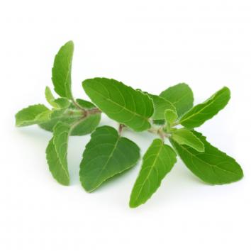 Tulsi