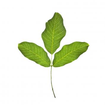 Walnussblatt